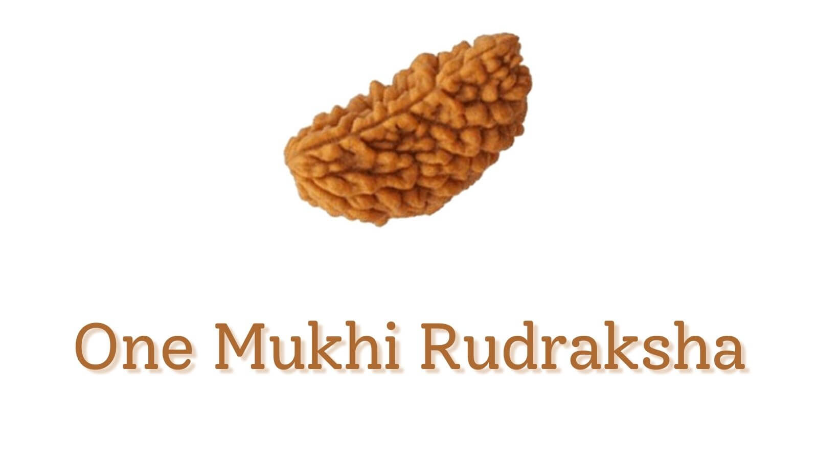 One Mukhi Rudraksha, It's Benefits, Precautions, And Types