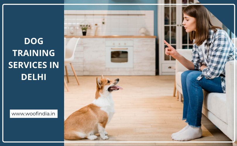 Dog Training Services In Delhi | Woof India