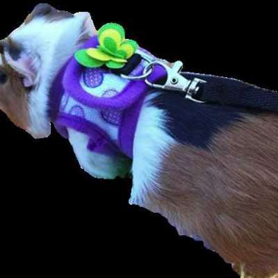 Guinea Pig/Chinchilla Harness/Leash - 4 Colors Profile Picture