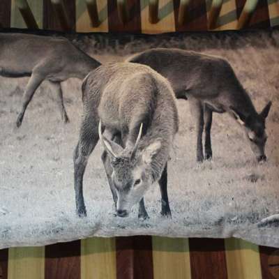 Luxury handmade Irish tweed backed landscape cushion -Red deer Killarney Profile Picture