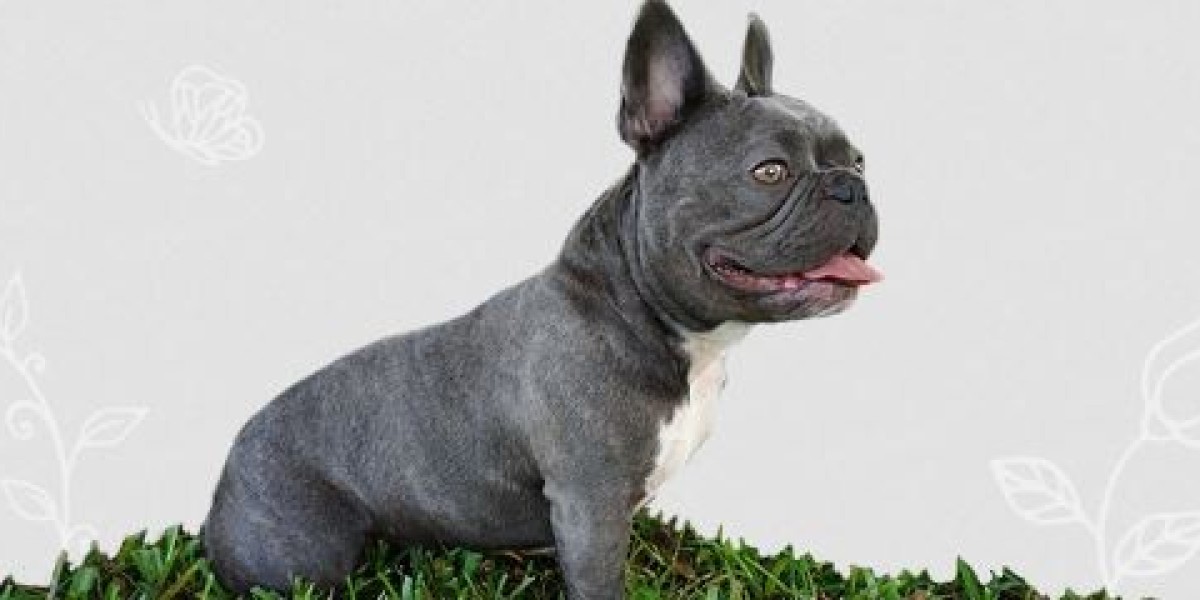 French Bulldogs Tampa: A Comprehensive Guide to Owning a French Bulldog in Tampa: