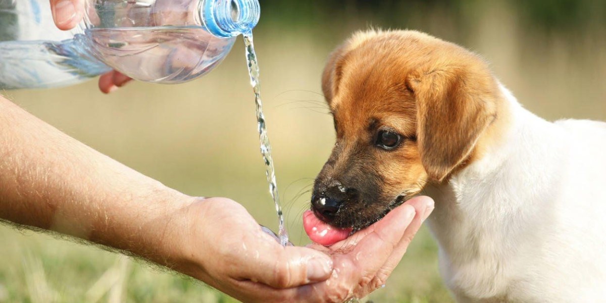 Exploring the Benefits of Functional Waters for Dogs in Poland