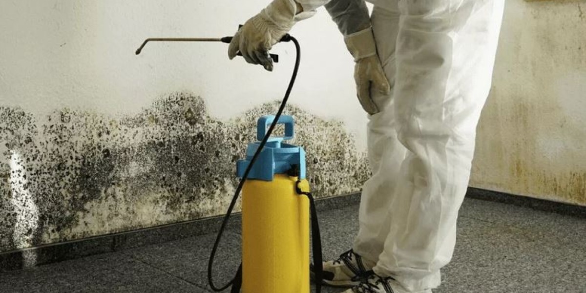 Mold Testing Florida: Understanding the Importance of Mold Inspection: