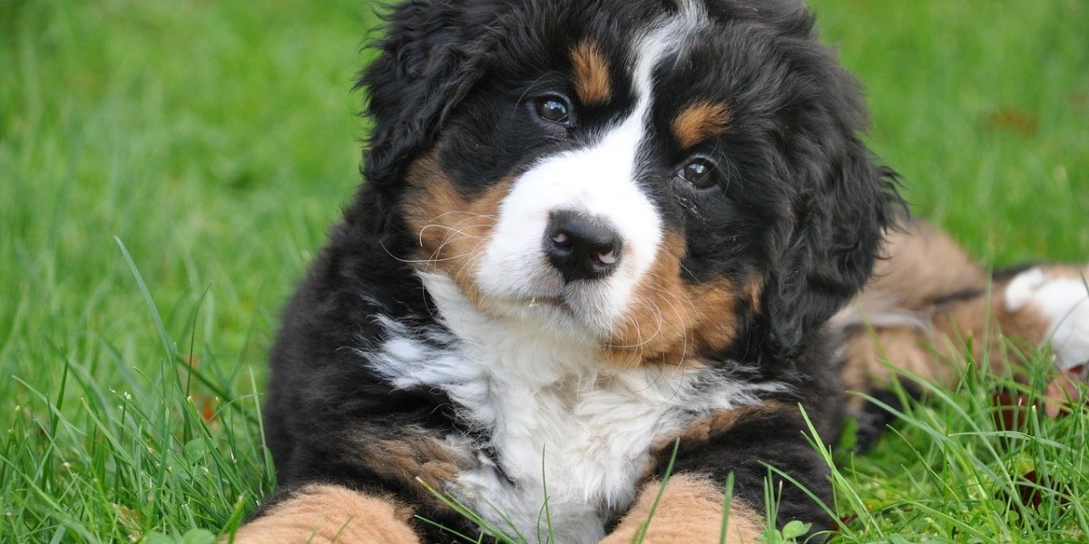 How to Find The Best Bernedoodle Puppies for Sale: A Comprehensive Guide