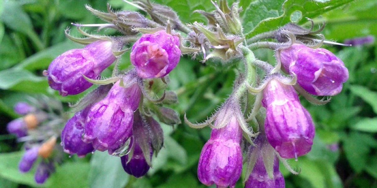 Allantoin Market: Insights and Trends for the Future