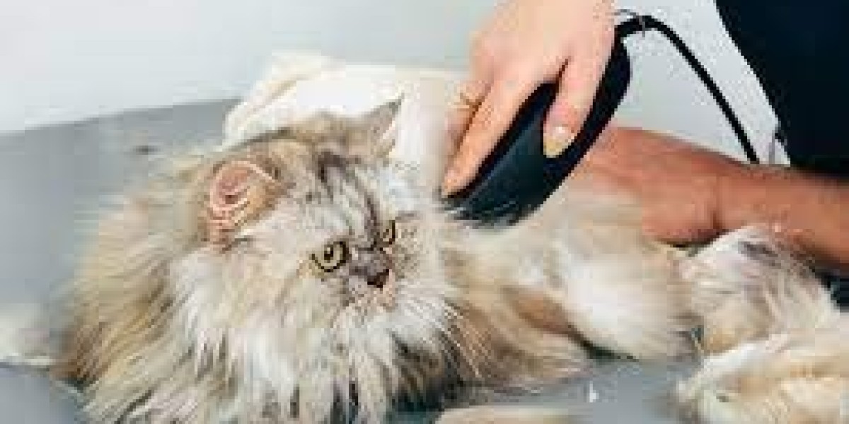 How Cat Grooming Services Can Transform Your Kitty's Appearance and Health?