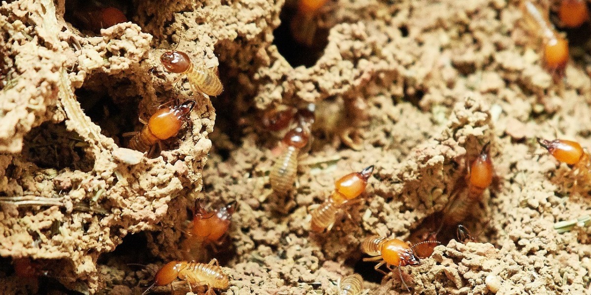 Top 5 Early Warning Signs of Termites