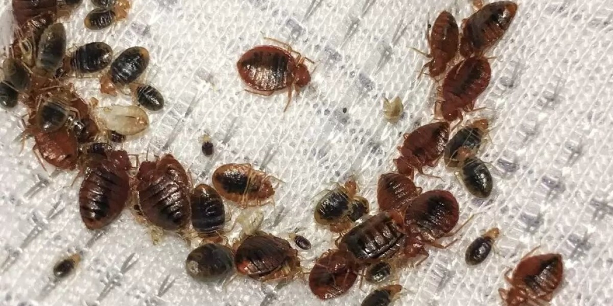 Say Goodbye to Bedbug Infestations: Proven Control Methods