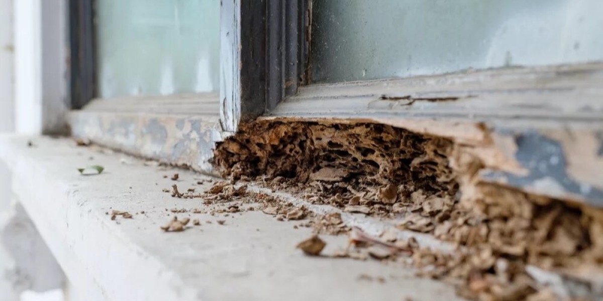 Protect Your Property: Termite Treatment Options in Lahore