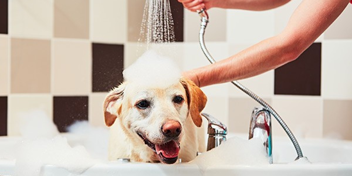 Understanding the Cost of Dog Bathing Service in Delhi: A Visit to Another Home