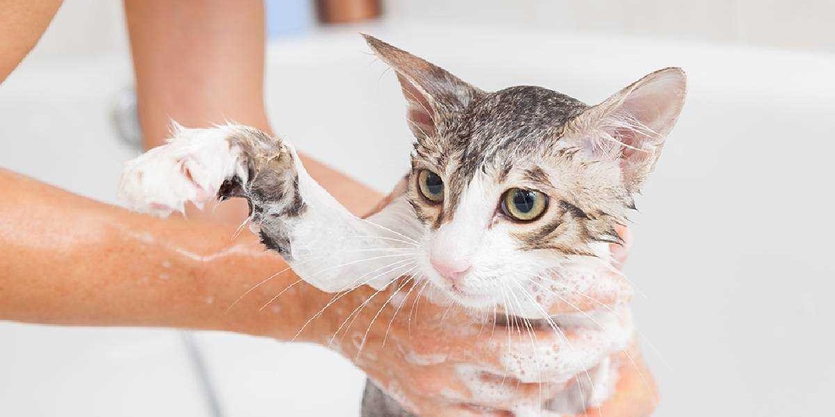 The Ultimate Guide to Cat Grooming: Tips and Techniques for a Happy Kitty