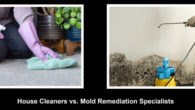 House Cleaners vs. Mold Remediation Specialists: Distinguishing Between the Two | Times Square Reporter