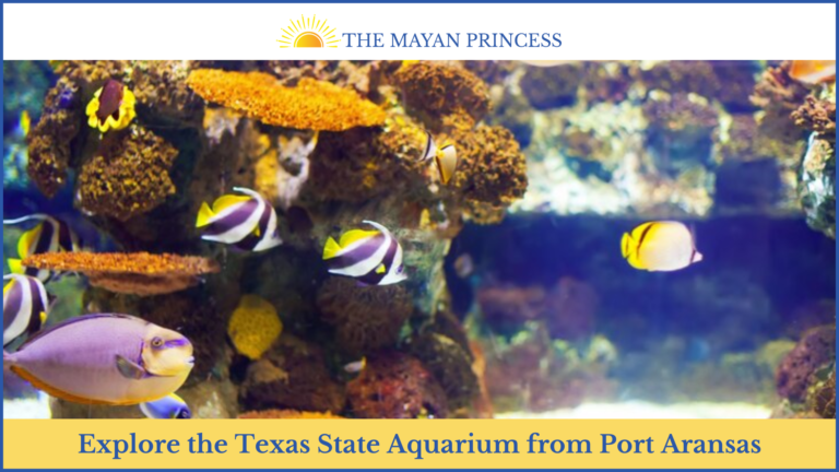 Explore the Texas State Aquarium from Port Aransas - AtoAllinks