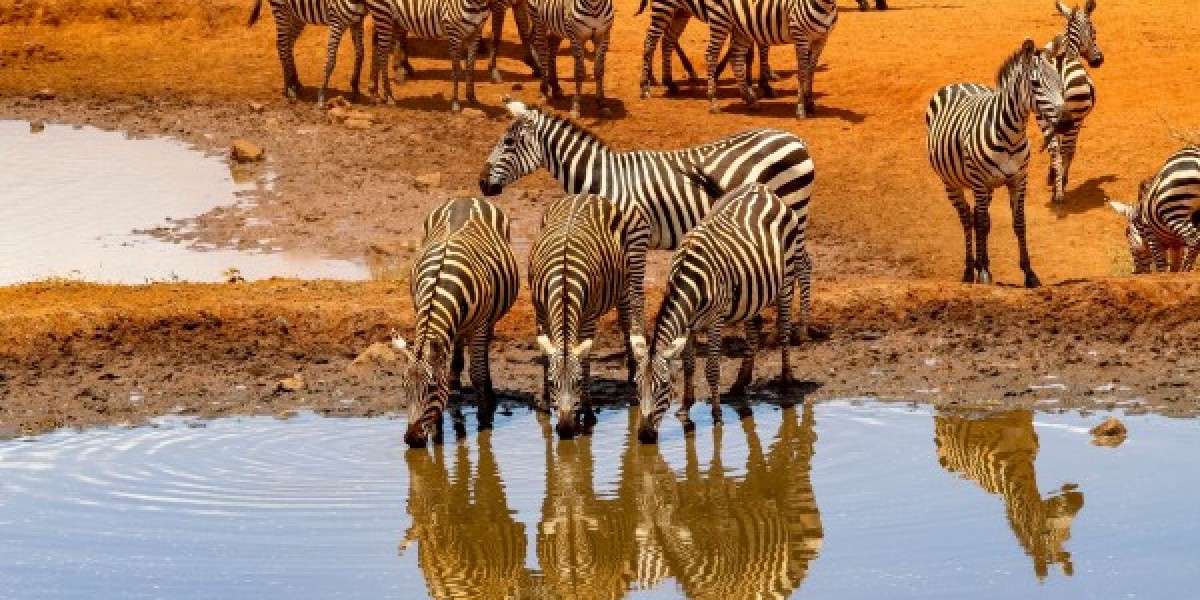 How to do safari Tanzania on a budget?
