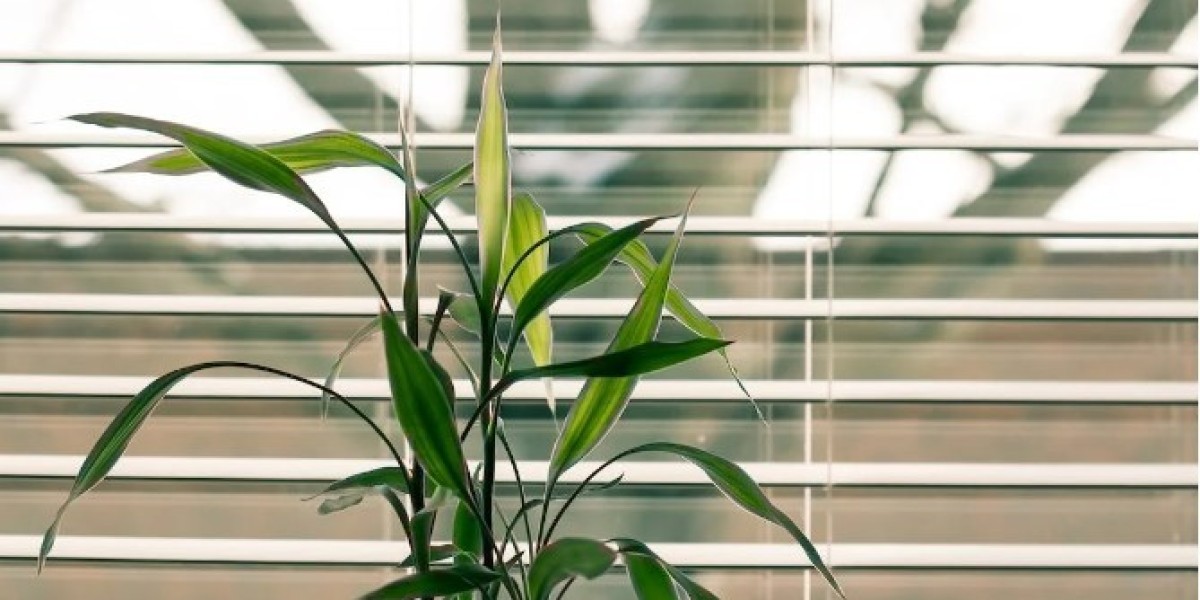 Enhancing Your Interior: Invest in Indoor Plants Online