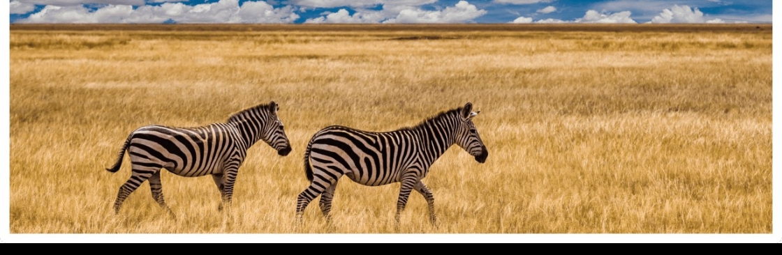 Kalahari Safaris Cover Image