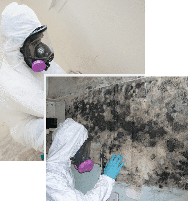 Mold Removal, Inspection, & Remediation Company in NYC