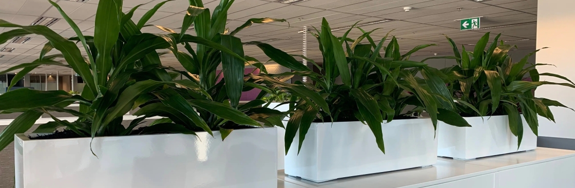 Foliage Indoor Plant Hire Cover Image