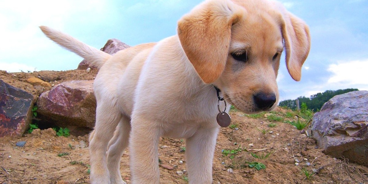 Labrador Retriever Puppies For Sale In Lucknow At Best Prices
