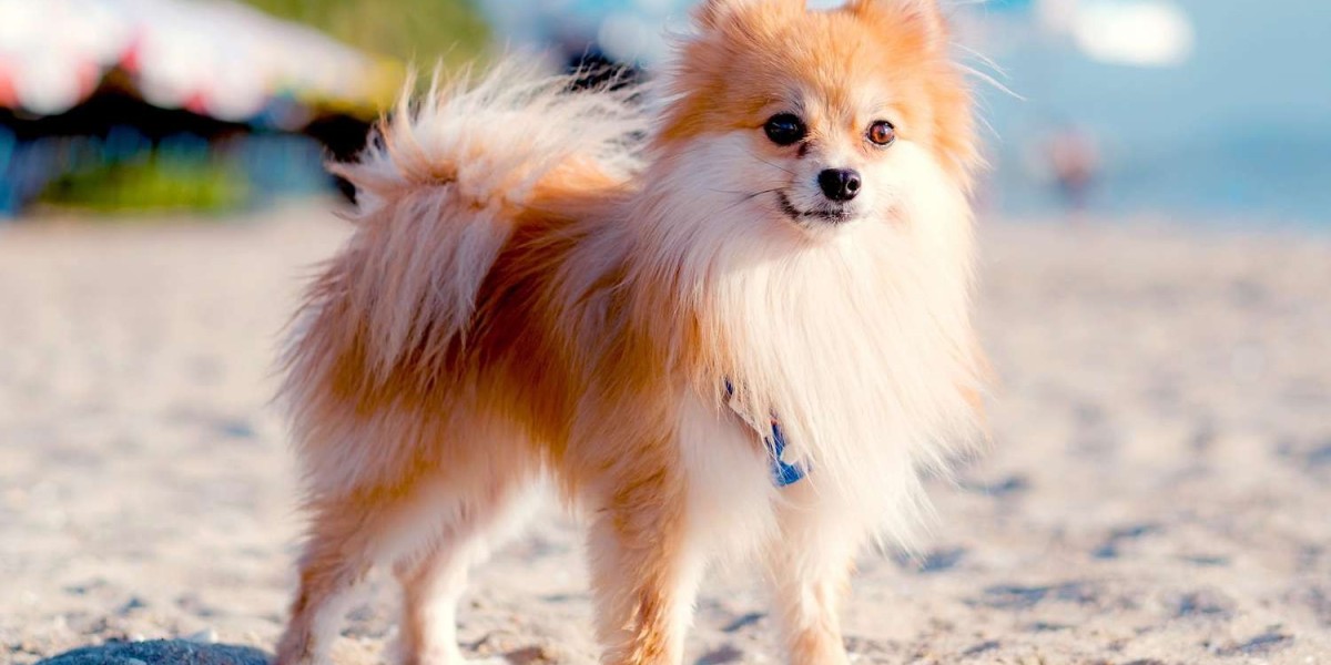 Pomeranian Puppies For Sale In Lucknow At Best Prices