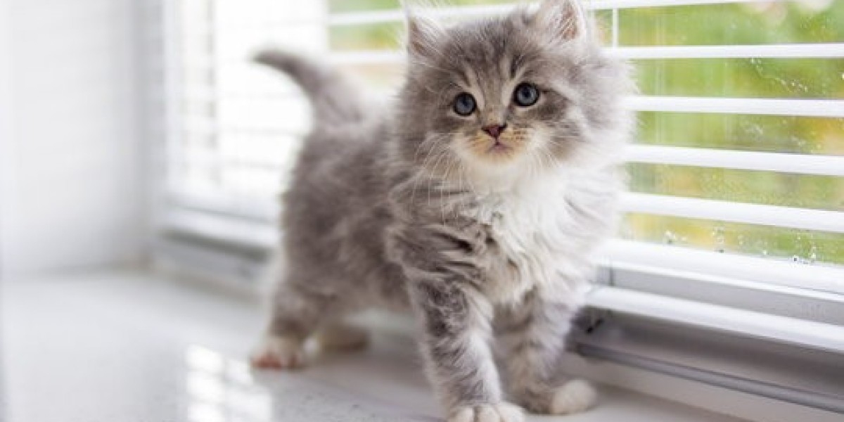 Exquisite Persian Kittens for Sale in Gurgaon at Unbeatable Prices