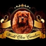 World Class Cavaliers LLC Profile Picture