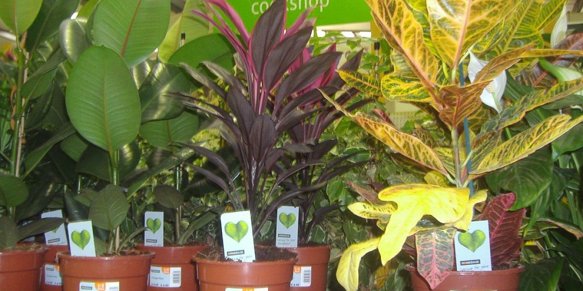 Buy Personalised Plant Pots Online in the UK