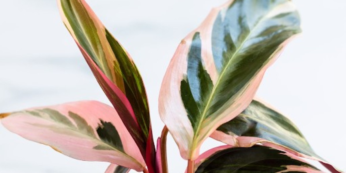 Into the Jungle: Exploring Stromanthe Varieties at Your Favorite Plant Store