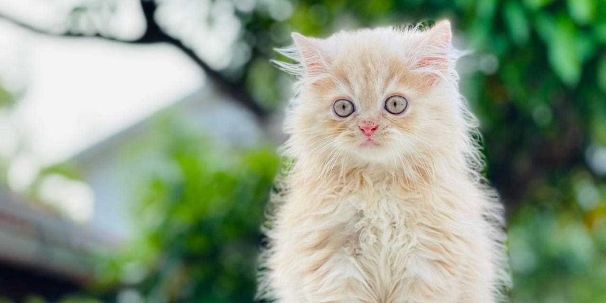 Exquisite Persian Kittens for Sale in Pune: Your Gateway to Feline Elegance