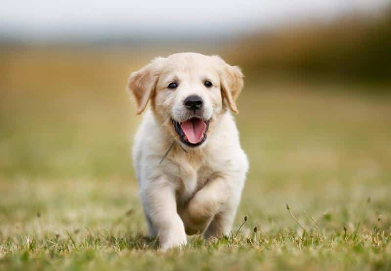The Ultimate Guide to Finding Healthy Puppies for Sale Near You - Pitty Things