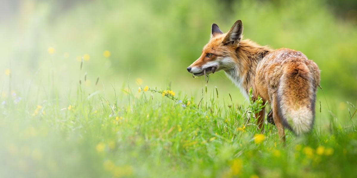 Explore the Ways by Which You Can Prevent Foxes From Entering Your Property. 
