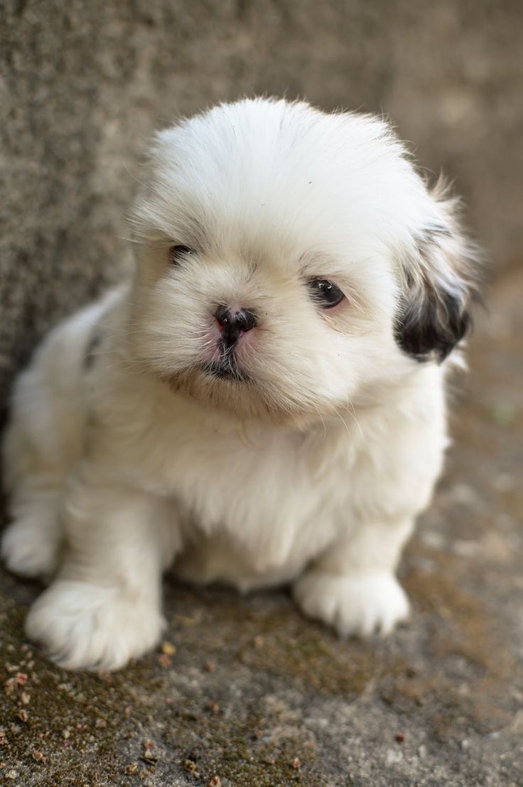 White Shih Tzu Puppies for Sale in Delhi NCR, India at Best Prices