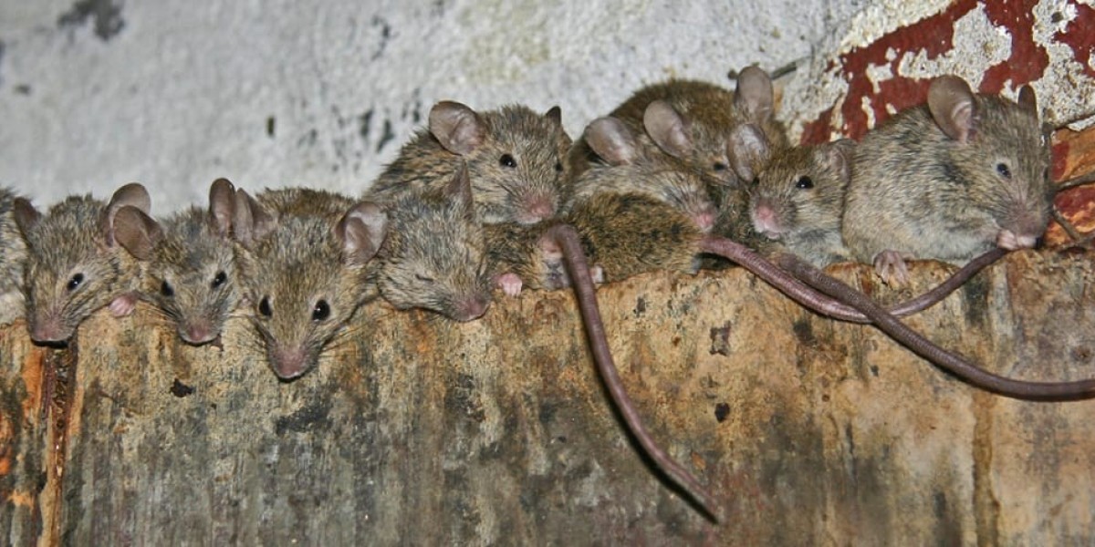 The Best Practises For Rodent Control In Los Angeles For Commercial Spaces