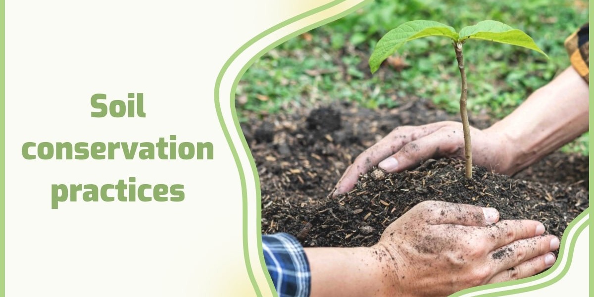 Sustaining Our Earth The Vital Role of Soil Conservation