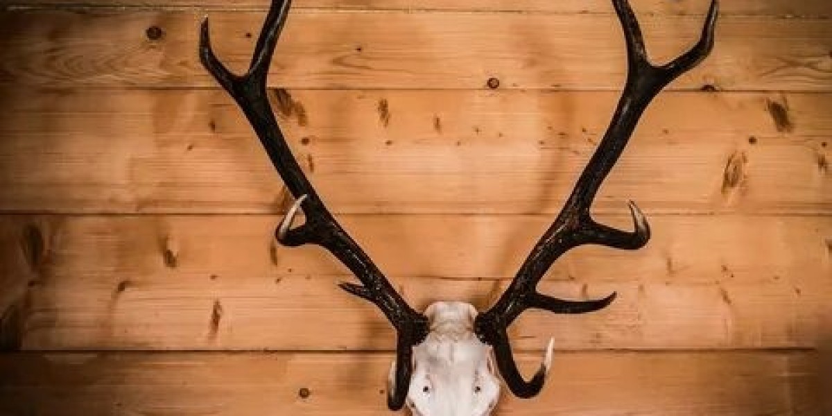 Unlocking the Lucrative Business of Deer Antlers with Tradekey