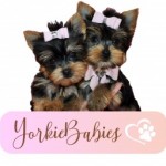 Yorkie Babies Profile Picture