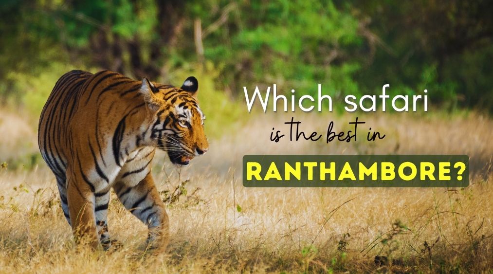 Which safari is best in Ranthambore? | Eye Of The Tiger