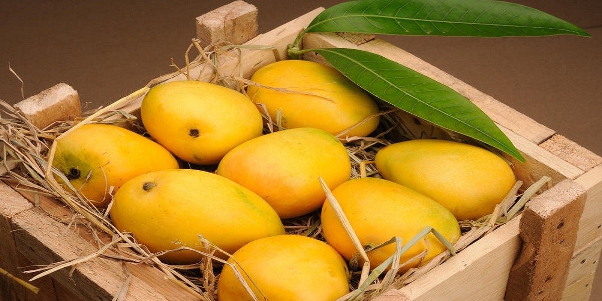 Major Factors that Affect Pakistani Mango Price in Pakistan