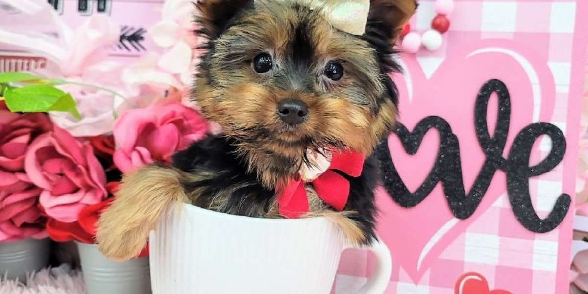 Yorkie Puppies in New Jersey - the Most Preferred Breed