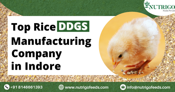 Top Quality Rice DDGS Manufacturers/Suppliers in Indore