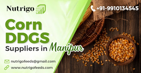 Best Corn DDGS Suppliers in Manipur – Nutrigo Feeds