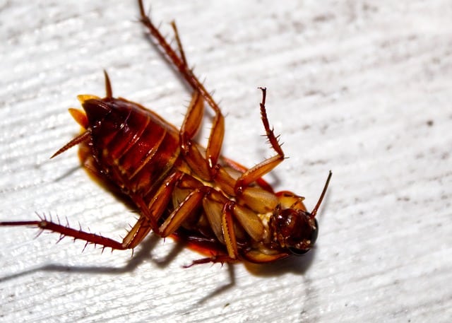 Fast and Reliable Pest Control Roaches, Las Vegas