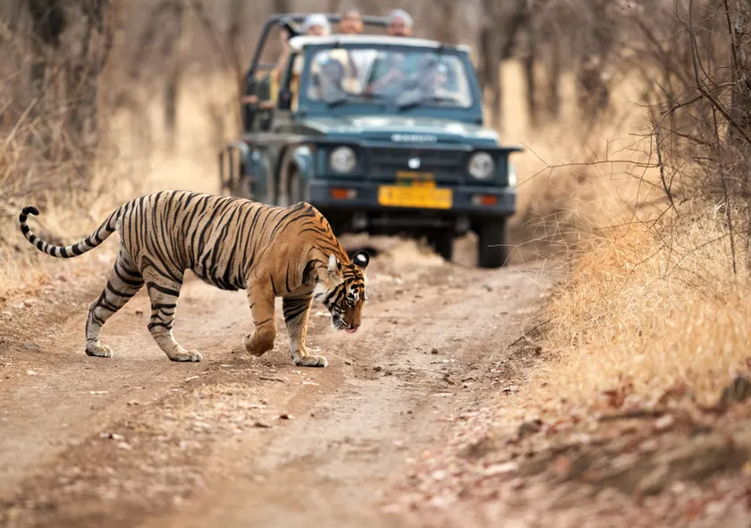 Golden Triangle Tour With Ranthambore - Private Tour Guide India