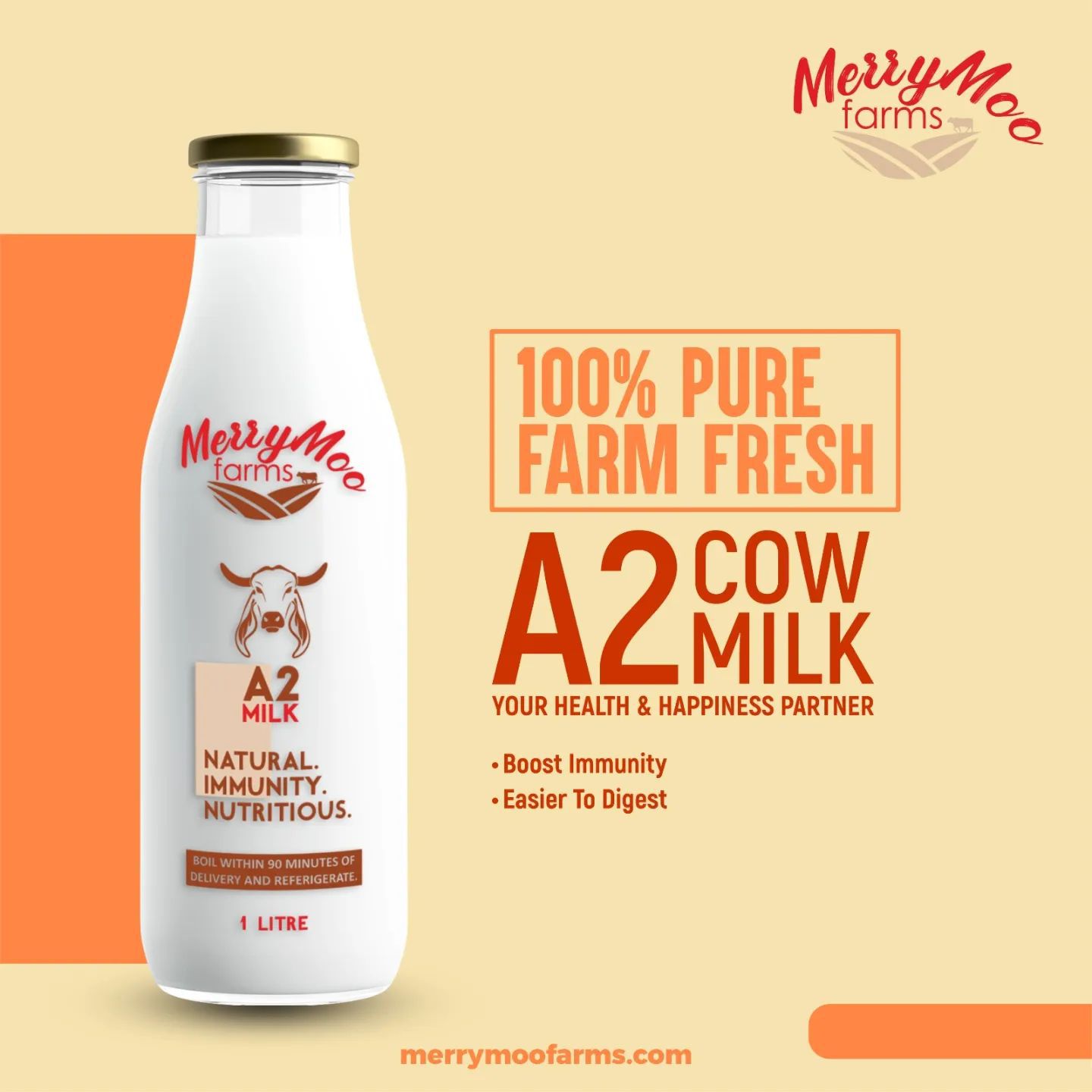 Experience the Essence of Tradition: Merrymoo Farms' Pure Cow Milk in Delhi and A2 Cow Desi Ghee in Gurgaon - Buffalo Milk Near Me - Merrymoo Farms
