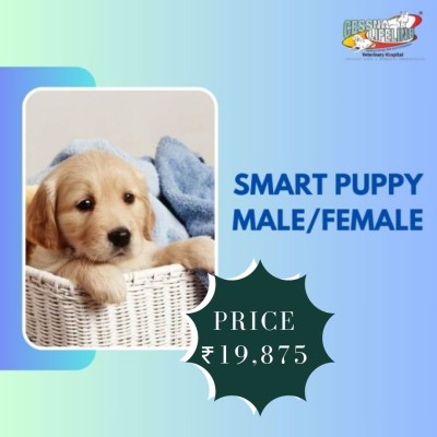 Smart Puppy Male/Female Dog Health Care Plan Profile Picture