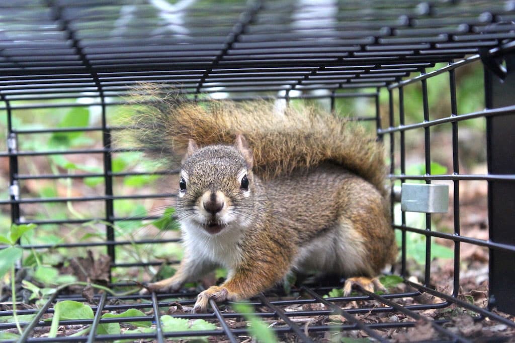Squirrel Removal: A Comprehensive Guide for safety - Emperiortech