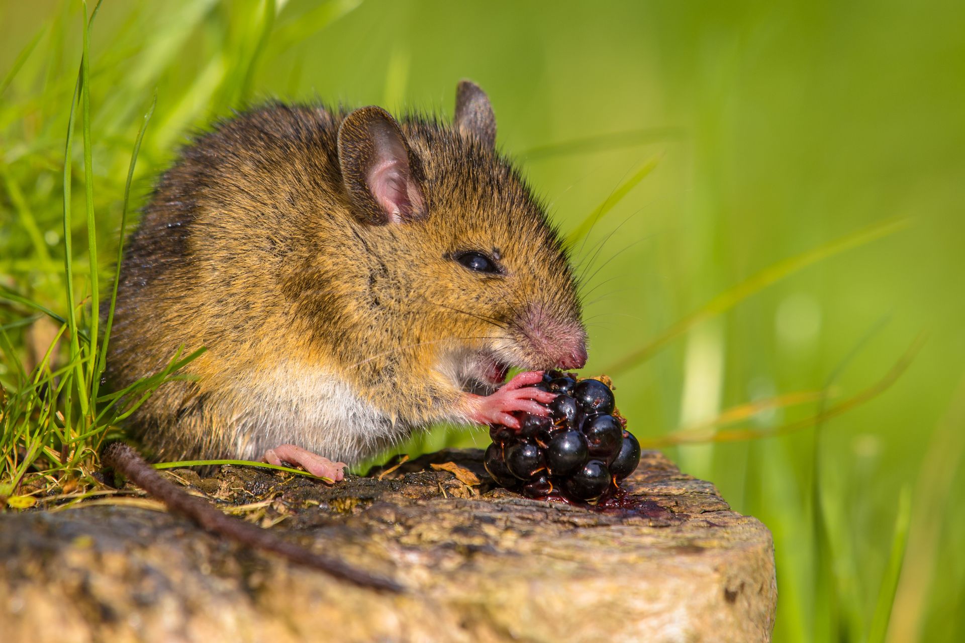 Unravelling the Mystery: What Do Mice Eat? A Comprehensive Guide | TechPlanet