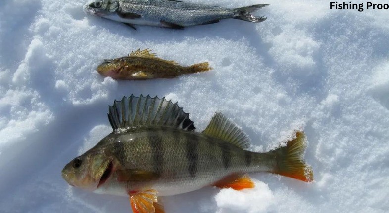 Best Winter Fishing In Florida - Fishing Proo