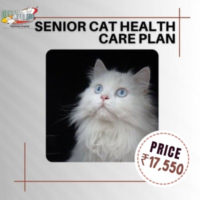 Senior Cat Profile Picture