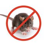 Rat control Profile Picture